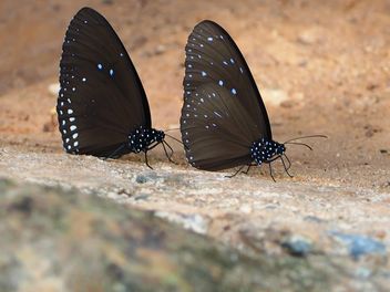 Two butterfly on ground - image gratuit #225433 