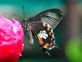 Butterfly close-up - image gratuit #225443 