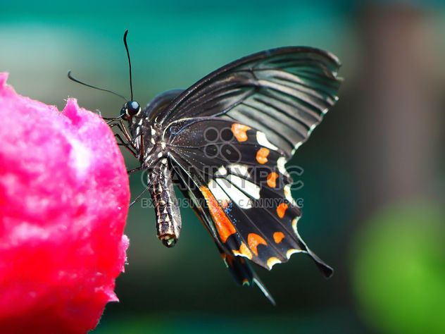 Butterfly close-up - бесплатный image #225443