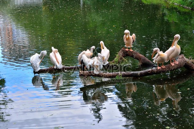 Pelicans on tree branch - Free image #229363