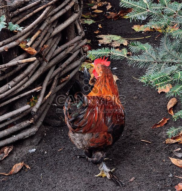 Hens in a farmyard - image gratuit #229423 