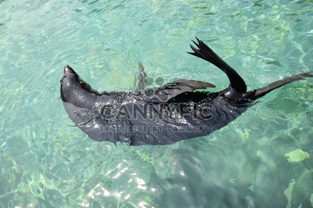 Seal swimming - Free image #229473