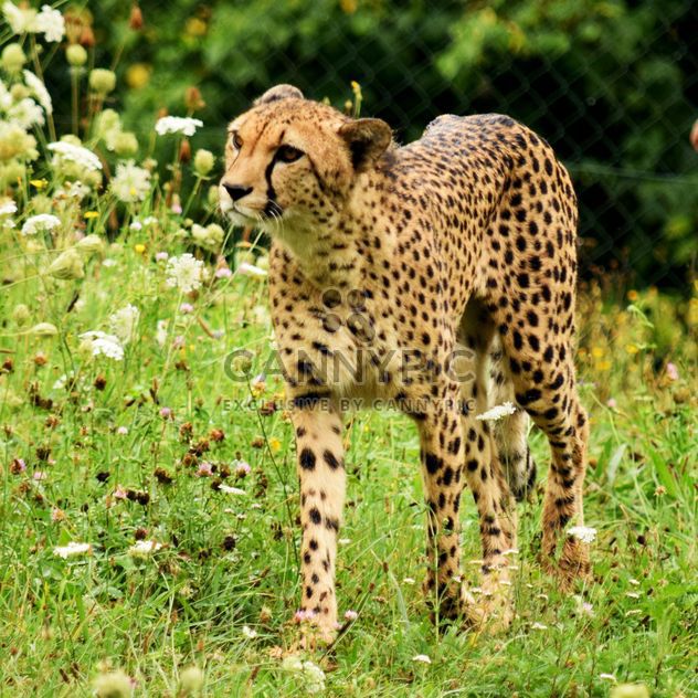 Cheetah on green grass - image #229493 gratis