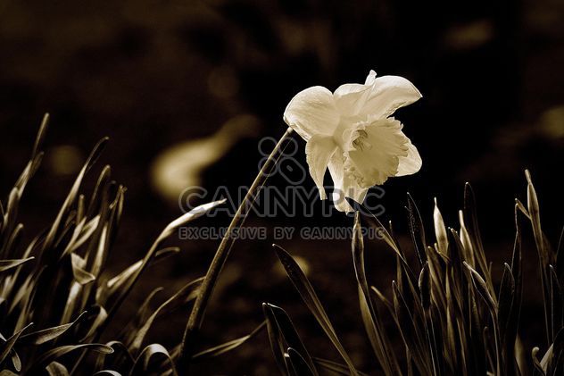 Close-up of white narcissus - image gratuit #271963 