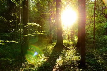 golden sunset in the forest - image gratuit #272513 