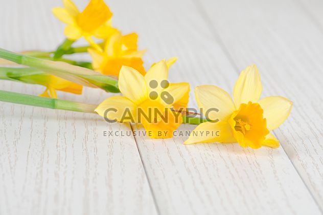 Daffodils on white wooden background - бесплатный image #272573