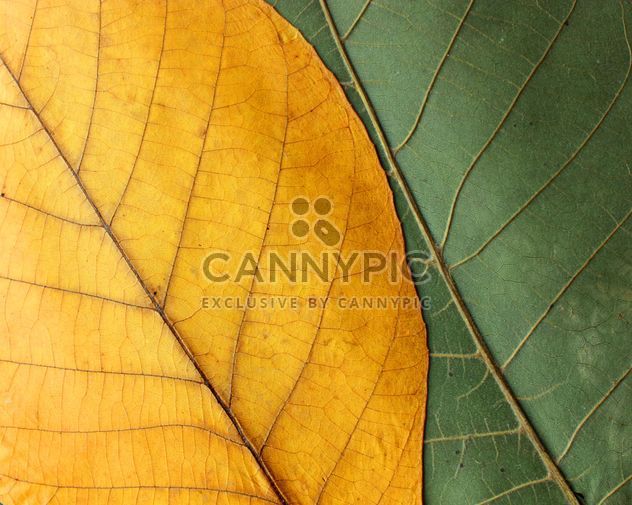 Green and yellow leaves - Free image #272613