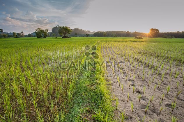 Rice fields - Kostenloses image #272963