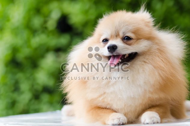 Pomeranian Dog - Kostenloses image #272973