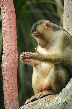 monkey in the zoo - Free image #273043