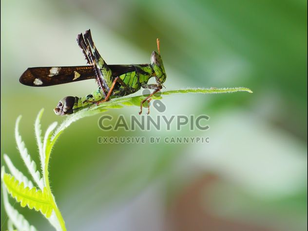 Grasshopper - image #273123 gratis