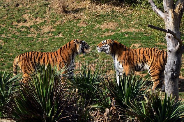 Tigers in a Zoo - Free image #273673