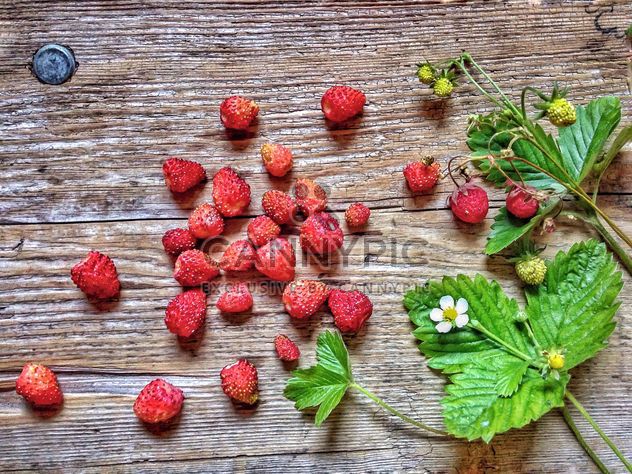 Strawberries from the forest - image #273933 gratis