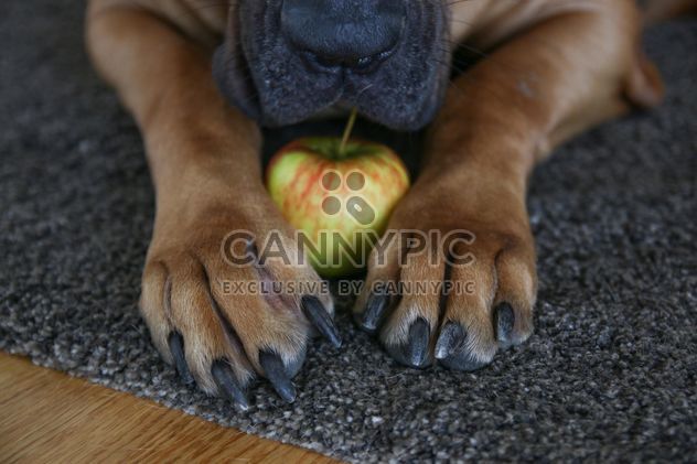 Apple in dog's paws - image #274763 gratis