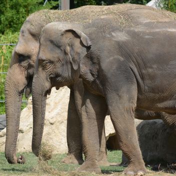 Elephants in the Zoo - Free image #274973
