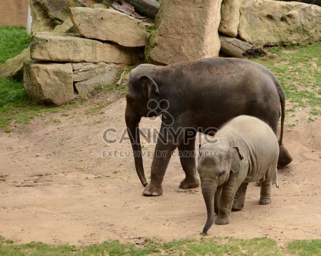 Elephants in the Zoo - Free image #274993