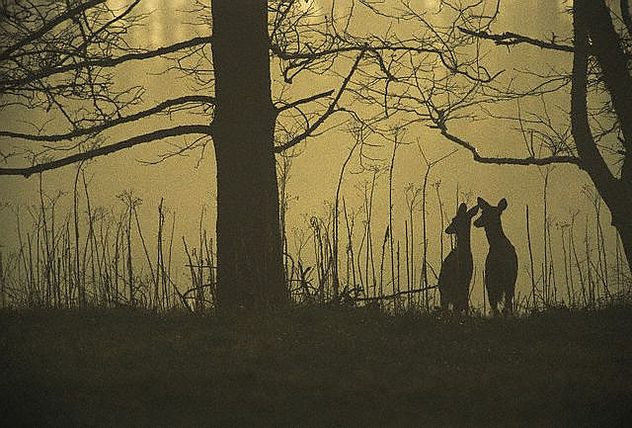 deer_silhouette - image gratuit #275333 