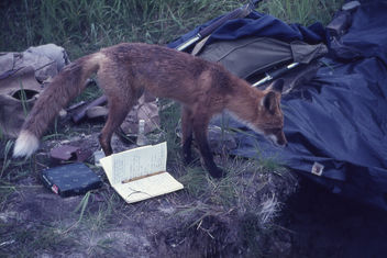 Red Fox inspecting an archaeological excavation at Kukak Bay, Alaska, 1965 - image #275563 gratis