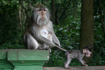 Monkey of the Monkey Forest Temple, Ubud - Bali 1 - image gratuit #275723 