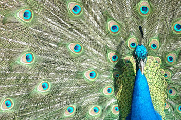 Peacock - Kostenloses image #275933