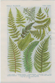 british ferns4 - image #276403 gratis