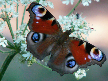 Peacock Butterfly in the morning - image gratuit #276463 