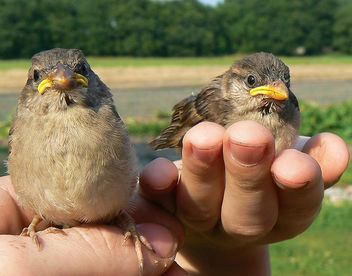 sparrow twins - image gratuit #277153 