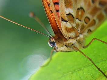 Butterfly 3 - image gratuit #277363 