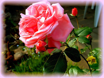 lovely_rose - image #277793 gratis