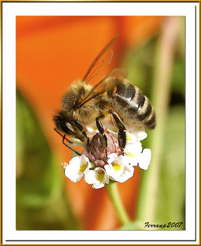 abella 01 - abeja - bee - apis mellifera - image gratuit #277873 