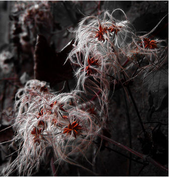 Fiore_D'inverno (Flower_of_Winter) - Kostenloses image #277923