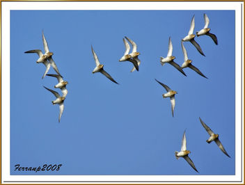 chorlitejos dorados en vuelo - daurades en vol - eurasian golden plower in flight - image gratuit #278043 