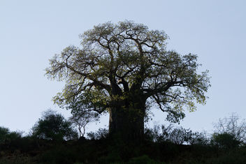 Baobab tree - бесплатный image #278303