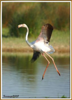 flamencs volant 09 - flamencos en vuelo - greaters flamingos in fligth - phoenicoterus ruber - image gratuit #278363 