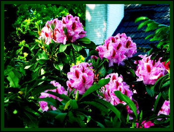 rhododendron - image gratuit #278393 