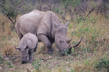 South Africa. mazzaliarmadi.it wildlife - бесплатный image #278493