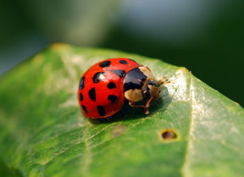 Ladybird - image gratuit #278543 