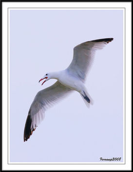 gavina corsa 32 - gaviota de audouin - audouin's gull - image gratuit #278663 