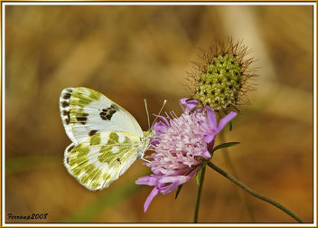 mariposa 15 - Some butterflies - Free image #278743