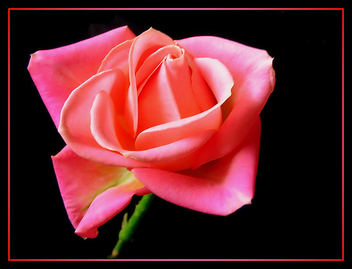 the_pink_rose - image gratuit #279203 