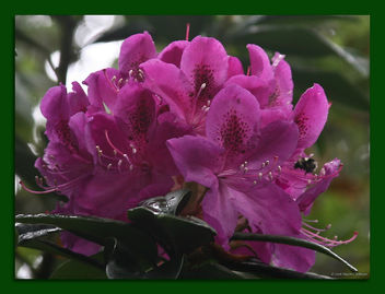 Rhododendron and Visitor - Kostenloses image #279793