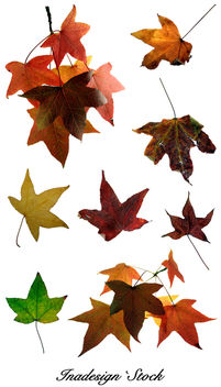 Autumn Leaves 2 - Kostenloses image #279803