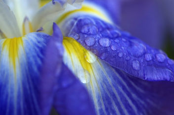 Morning Dew on Iris (Macro) - image gratuit #280103 