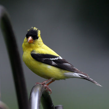 A poser goldfinch - Free image #280343