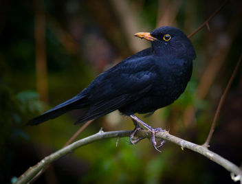 Male Blackbird at Dartington - image #280883 gratis