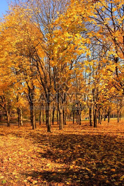 Autumn yellow leaves - Free image #280943