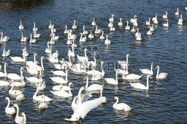 Swan on the lake - Kostenloses image #281013