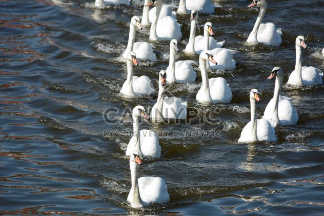 Swans on the lake - image #281033 gratis
