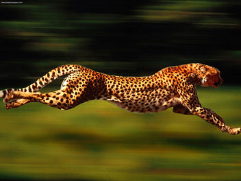 High Velocity Cheetah - Kostenloses image #281173
