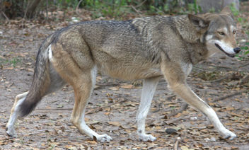 Red wolf - image gratuit #281263 